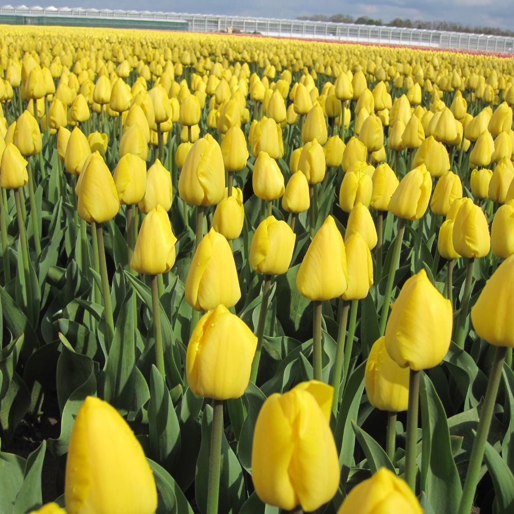 Gelbe Tulpe „Novi Sun“ in voller Blüte im Frühlingsbeet