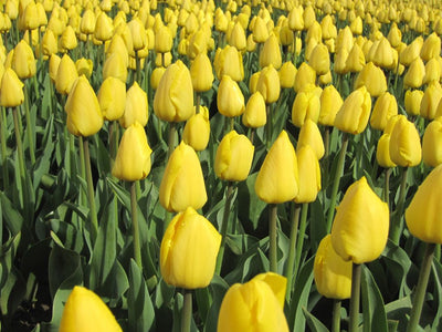 OKTOBER Hauptpflanzzeit für Tulpen