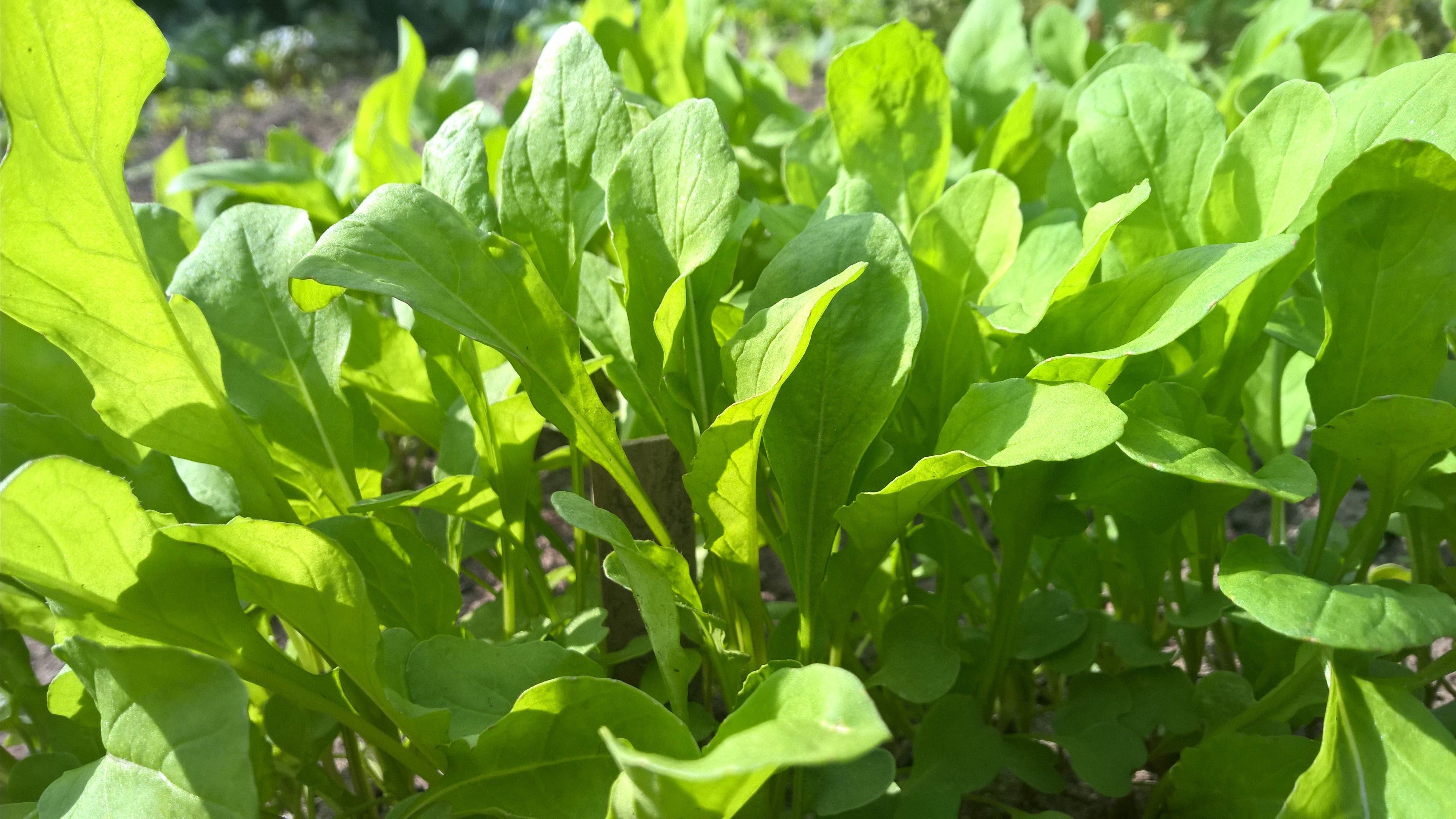 Rucola