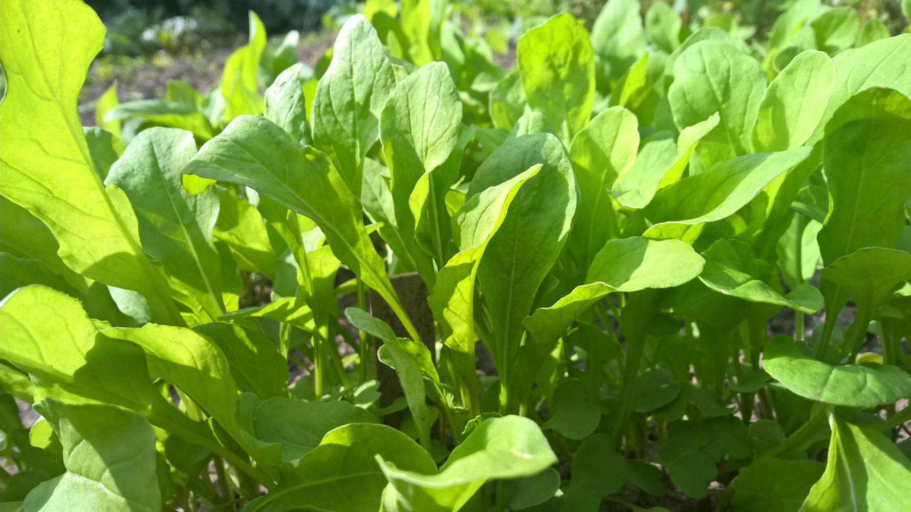 Rucola