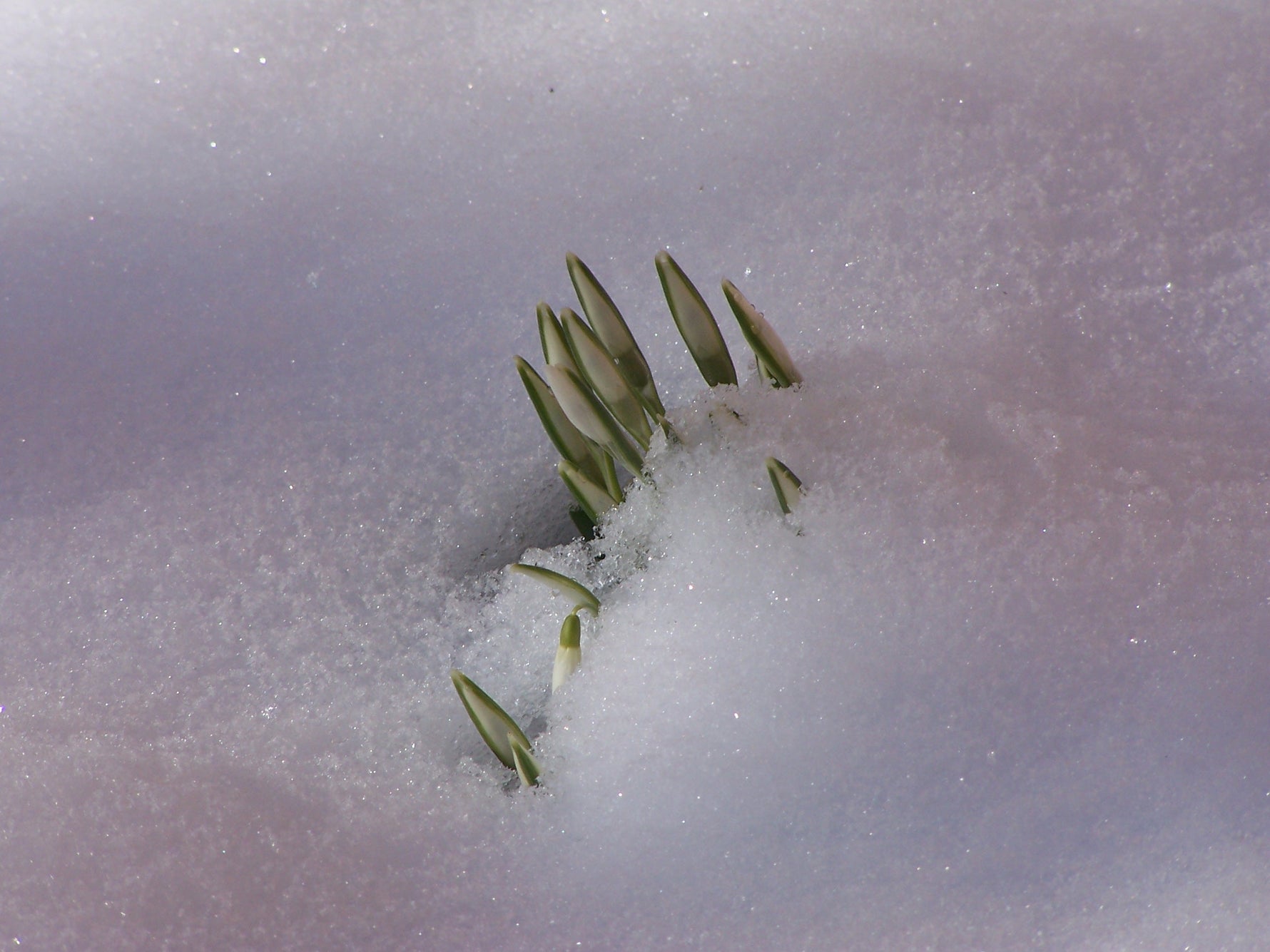 Erste Schneeglöckchen