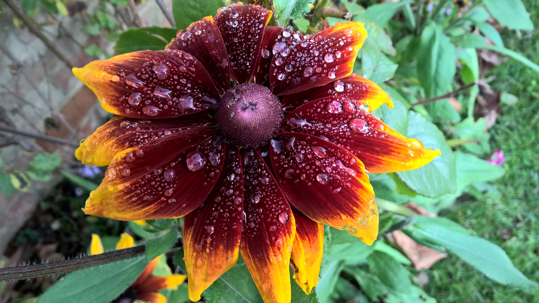 Aussaat- und Pflanztipps für August - Blog Beitrag