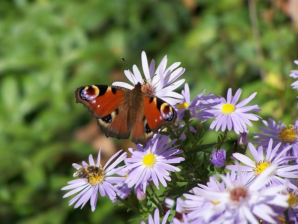 Tagpfauenauge auf einer Strahlenasterblüte