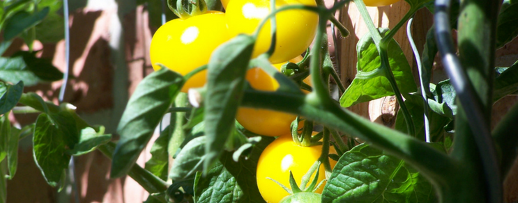 Tomatenausssaat ist ganz einfach - Blog Beitrag