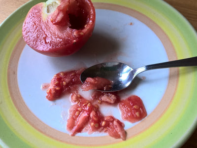 Tomatensaatgut selbst gewinnen