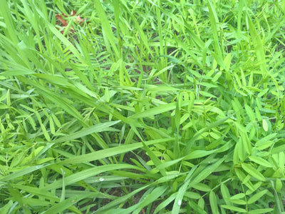 Jetzt noch Gründüngung säen