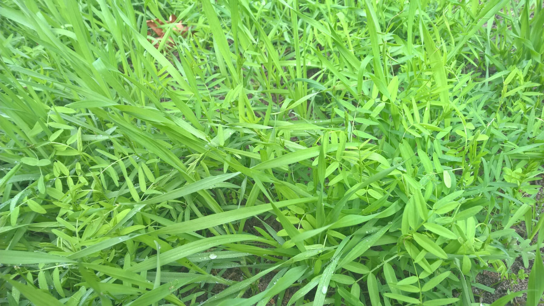 Gründüngung Wickroggen im Garten