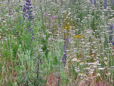 Wildblumenwiese: ein Paradies für Insekten