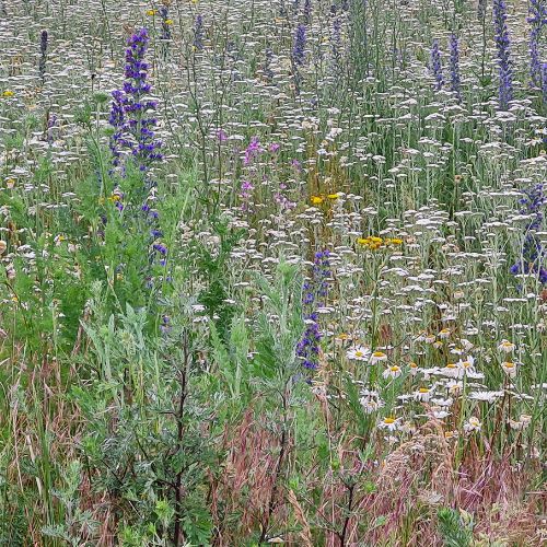 Wildblumenwiesen - Paradies für Insekten - Blog Beitrag