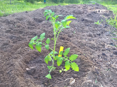 Auspflanzen von Kürbis, Tomate , Gurke