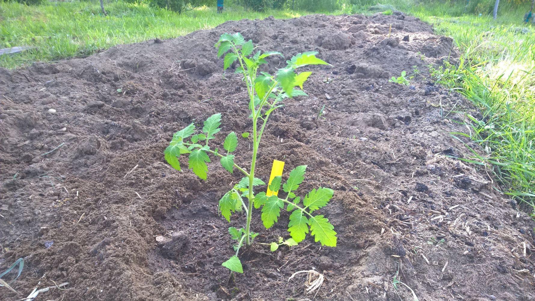 Auspflanzen von Kürbis, Tomate , Gurke - Blog Beitrag