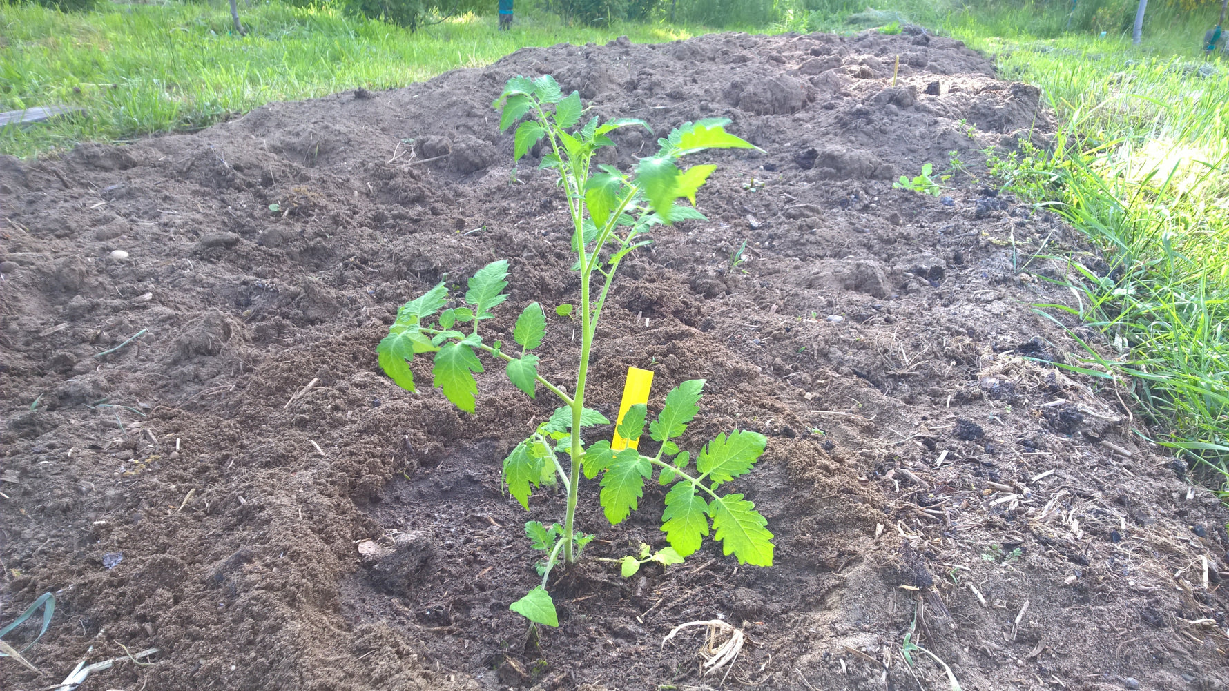 Auspflanzen von Kürbis, Tomate , Gurke - Blog Beitrag