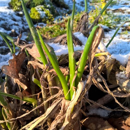 Unser Tipp: Winterheckenzwiebel - Blog Beitrag