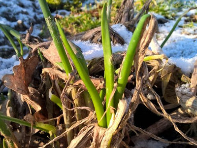 Unser Tipp: Winterheckenzwiebel