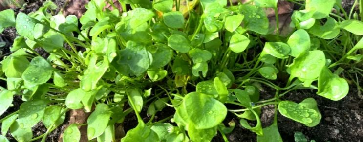 Aussaat- und Pflanztipps für November - Blog Beitrag