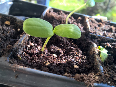 Melonen lieben Wärme