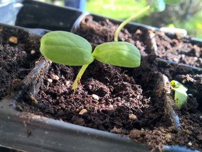 Melonen lieben Wärme