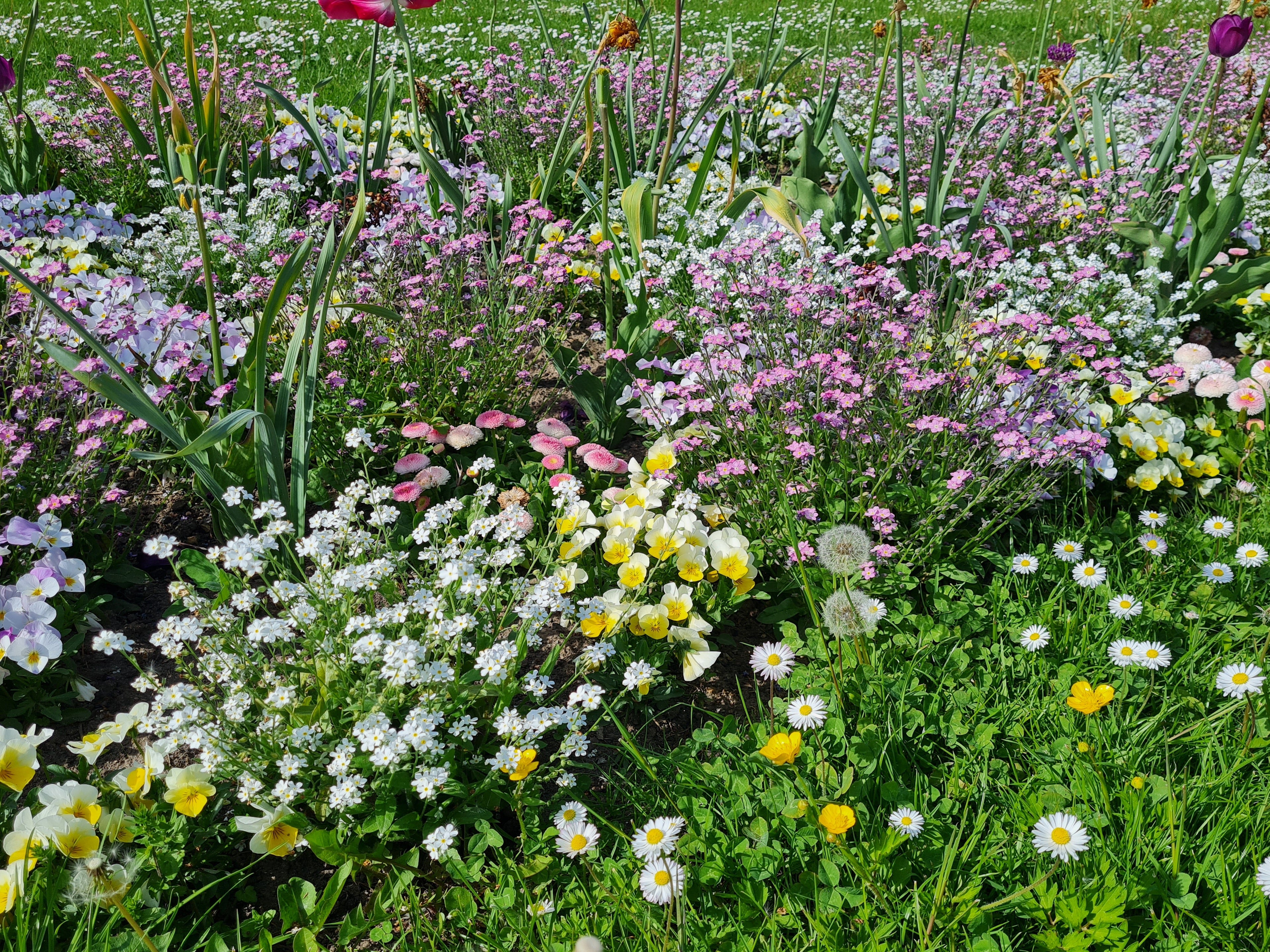 Blumenmischungen erfreuen nicht nur des Gärtners Herz, auch unseren Vögeln und Insekten bieten sie Nahrung.