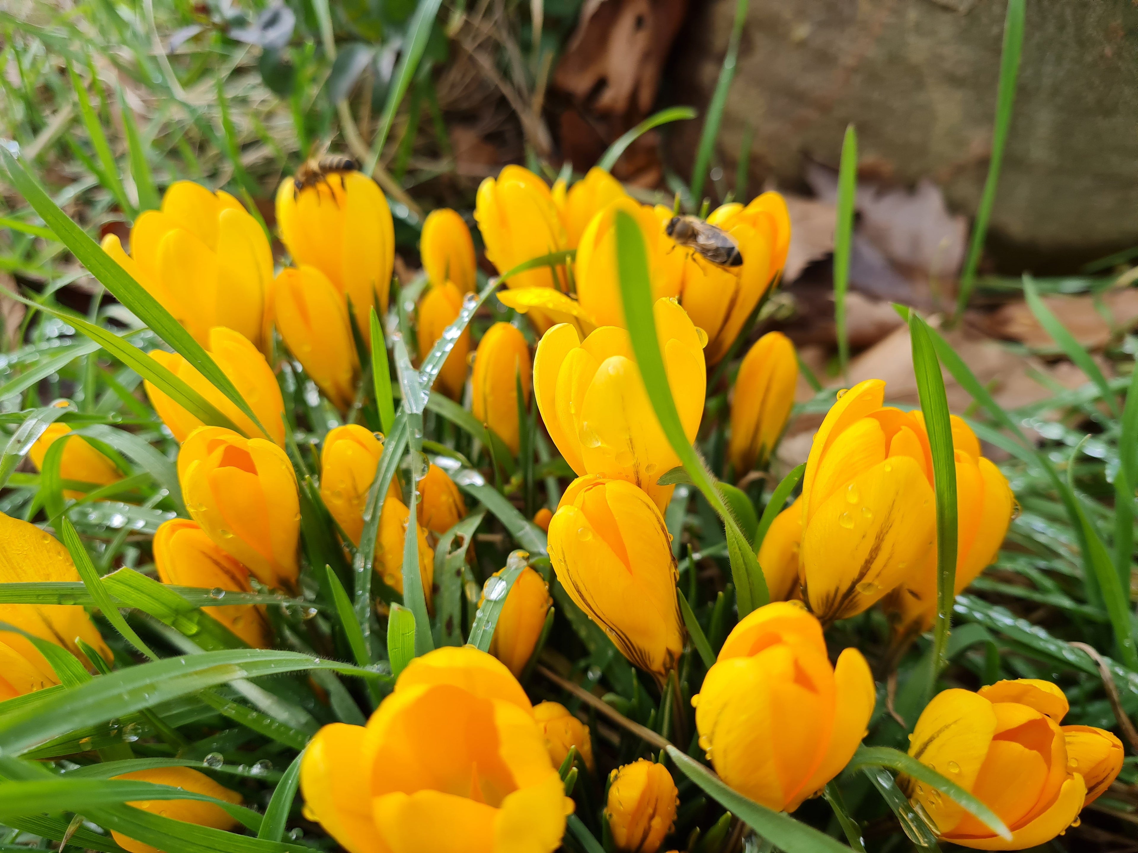 Frühlingsblühende Blumenzwiebeln für Bienen & Insekten. Jetzt Tulpen, Krokusse, Schneeglöckchen & Co. bestellen – Lieferun...