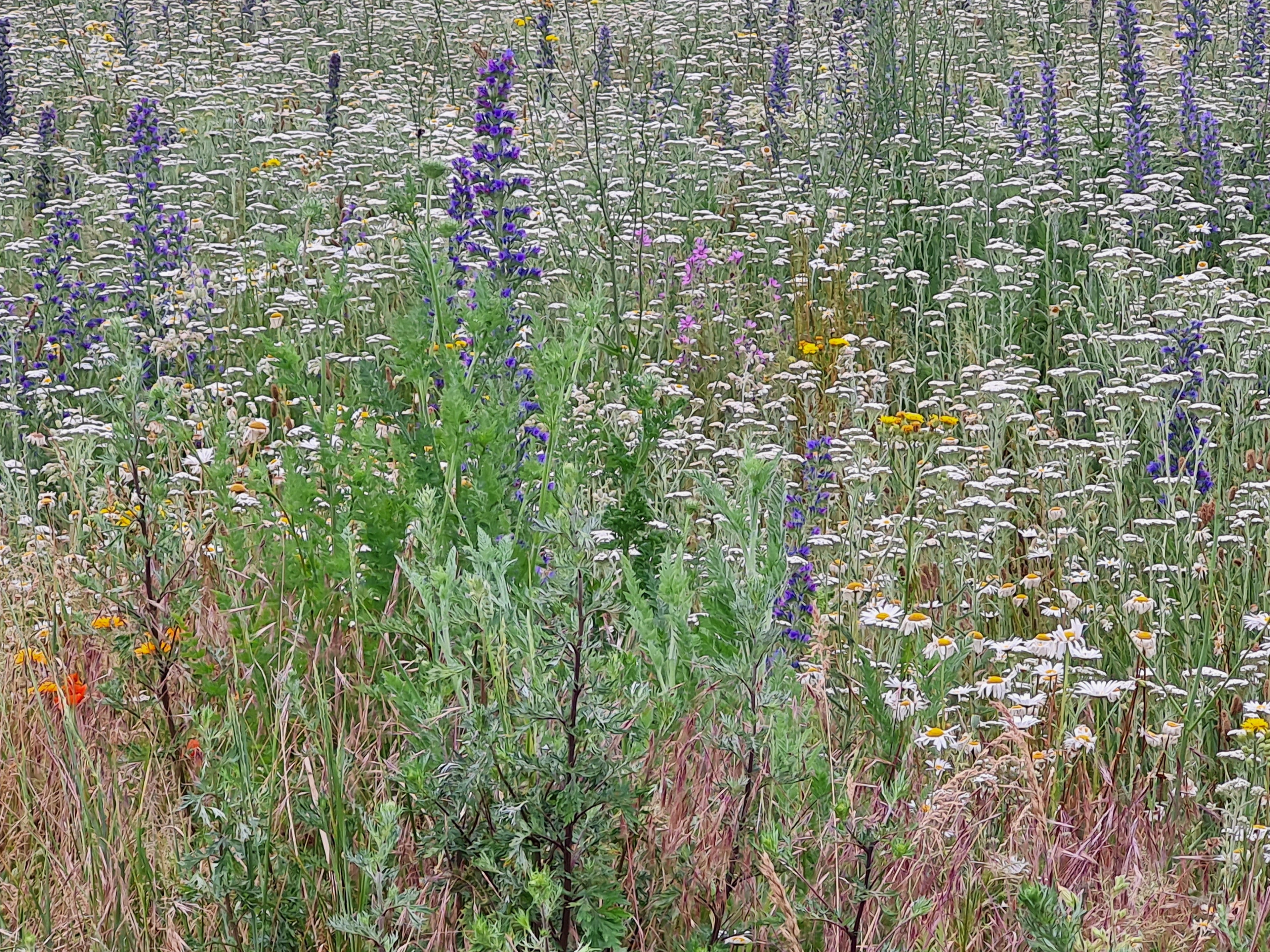 Mit der Artenvielfalt einer Wildblumenwiese locken Sie auf natürliche Weise viele Insekten in ihren Garten - nicht zu verg...