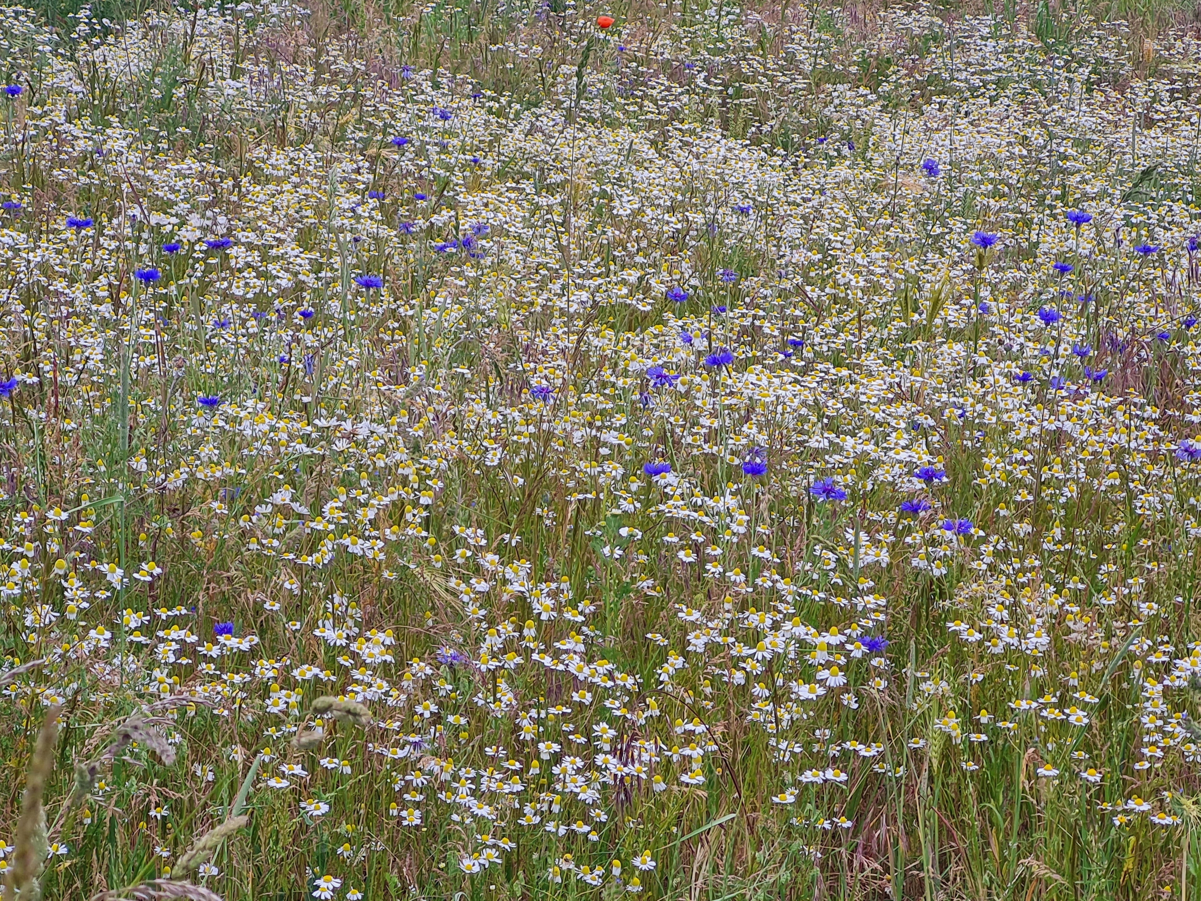 Wildblumenwiese Wiesenmargerite