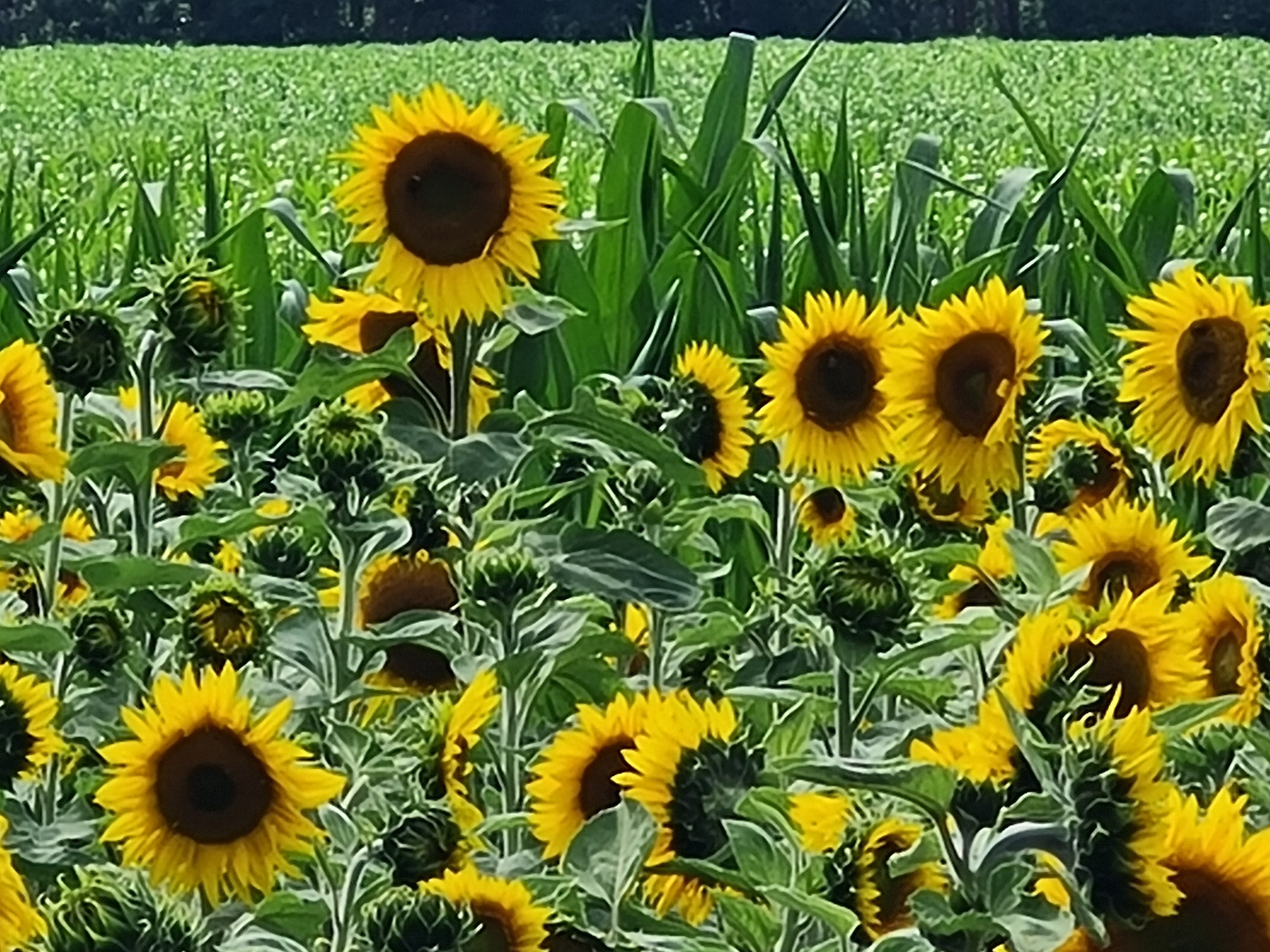 Gründüngung mit Bio-Saatgut: Boden natürlich stärken, Nährstoffe anreichern & die Erde lebendig halten. Jetzt entdecken au...
