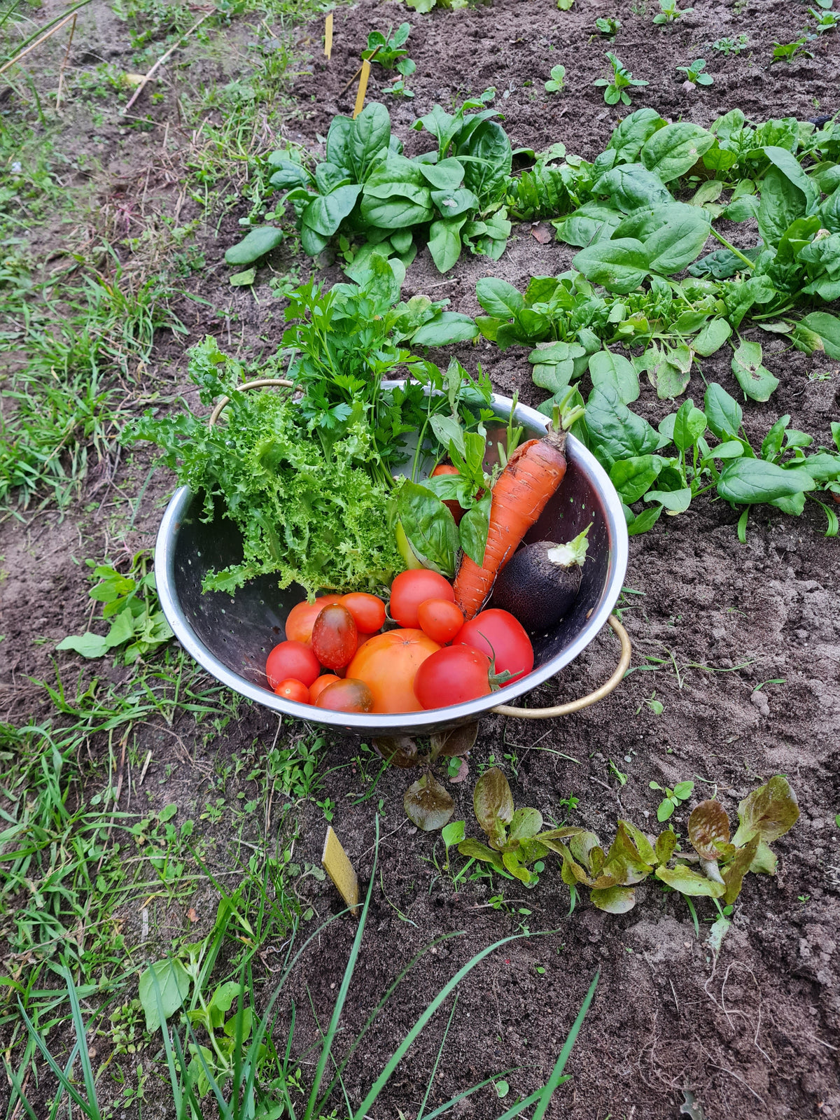 Reiche Ernte im September