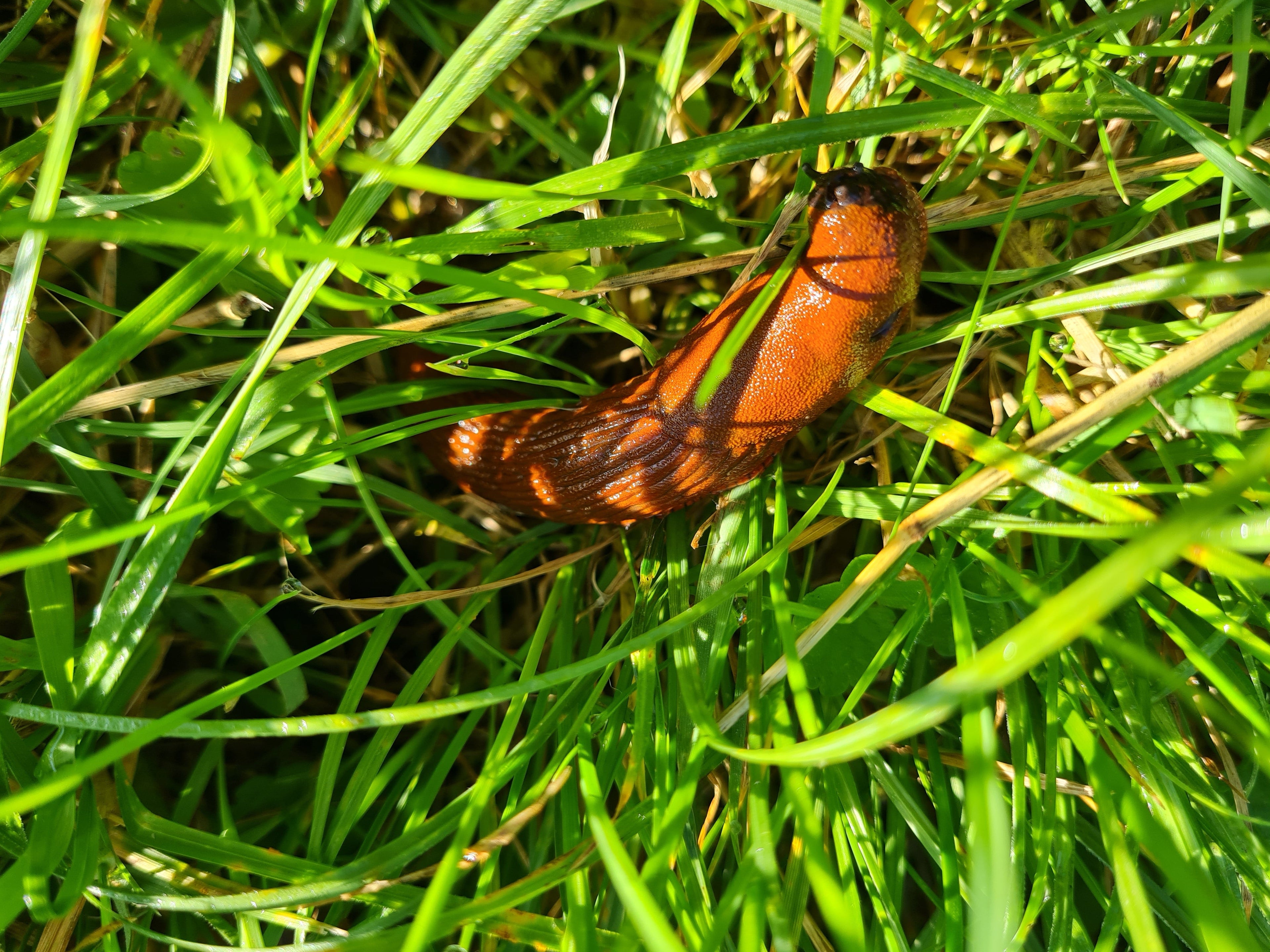Braune Nacktschnecke im Garten – Symbolbild für die Kollektion „Hilfe Schneckeninvasion!“ mit Lösungen gegen Schnecken im Gemüsegarten.