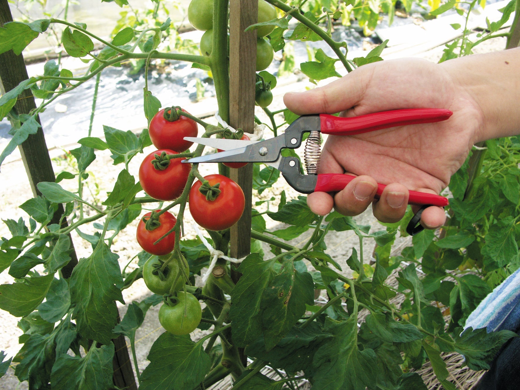 Tomatenernte mit ARS-Sommerschere