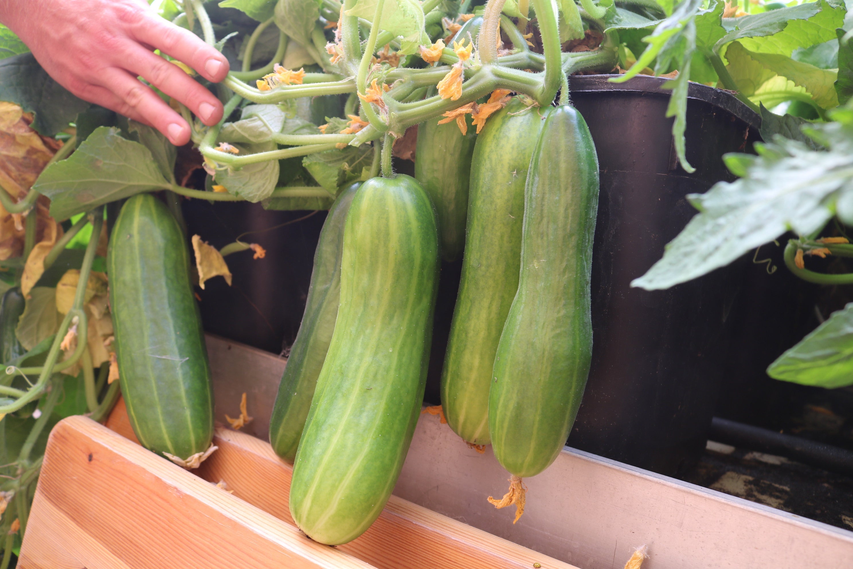 Gurke als Topfkultur