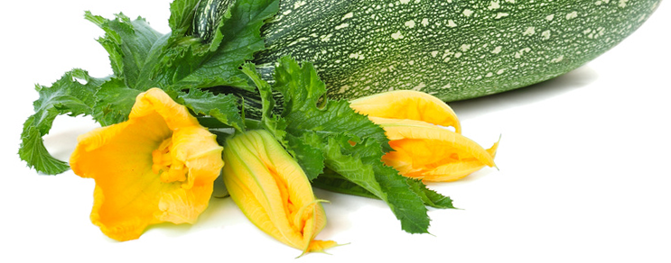 Zucchini & Kürbis