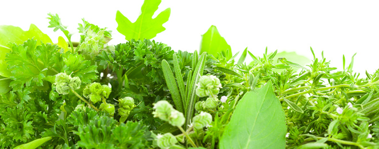 Frische Küchenkräuter für Kräuter-Sets mit Petersilie, Rosmarin und weiteren aromatischen Kräutern