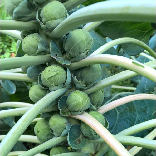 Rosenkohl & Kohlrabi
