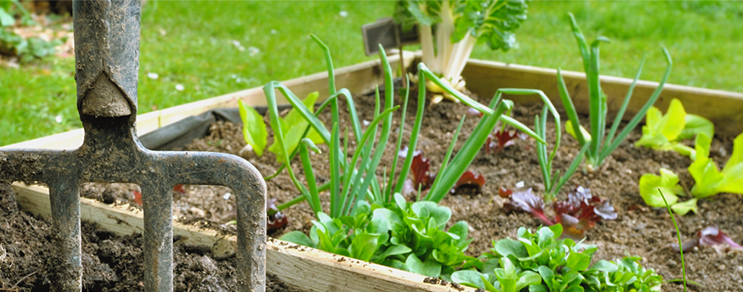Entdecken Sie langlebige & funktionale Gartenwerkzeuge für Profis, Hobbygärtner & Einsteiger. Umweltfreundlich, ergonomisc...