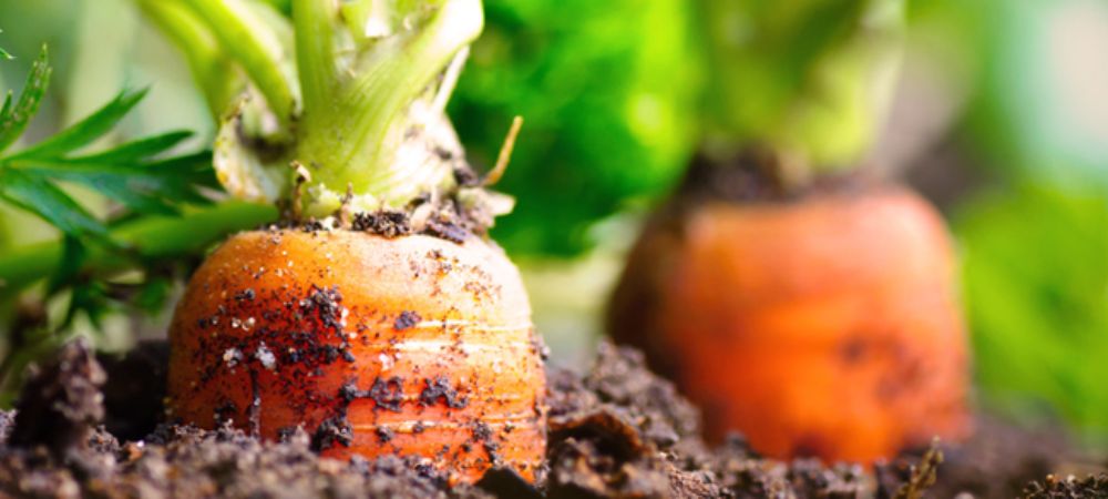 Samenfeste BIO-Sorten sind nachbaufähig - jeder Gärtner kann sie selbst vermehren und trägt so zum Erhalt der Sortenvielfa...