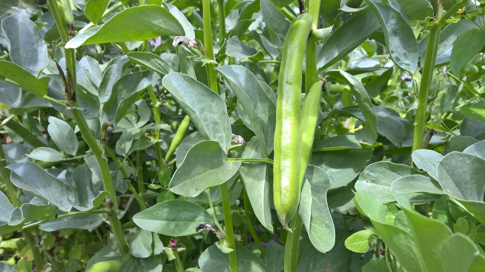 Pflanze von dicken Bohnen im Garten