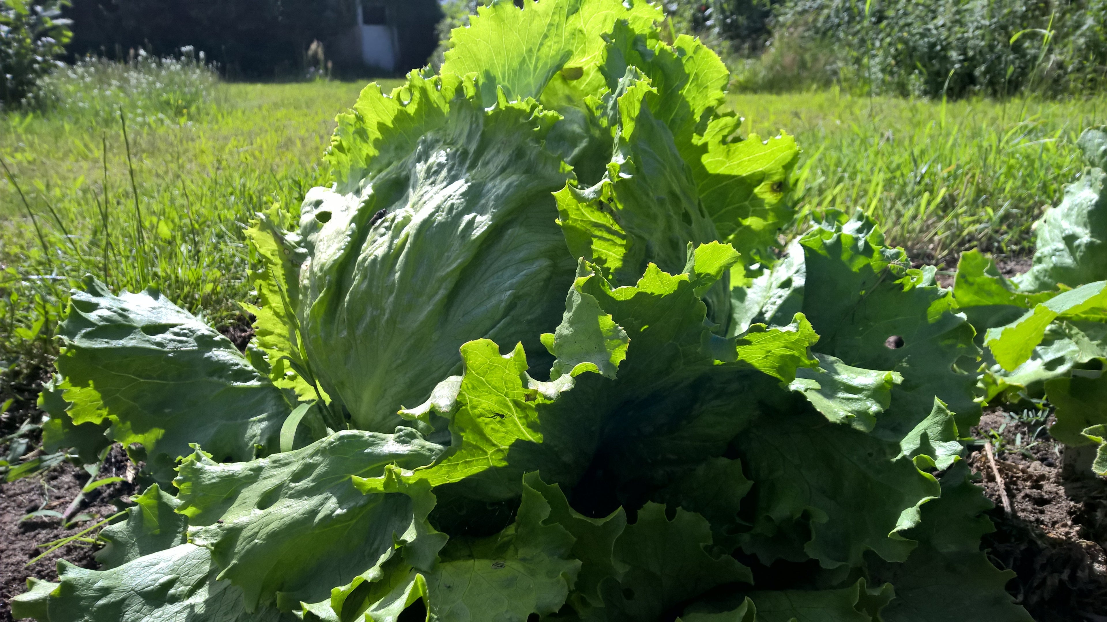 Eissalat Laibacher Eis