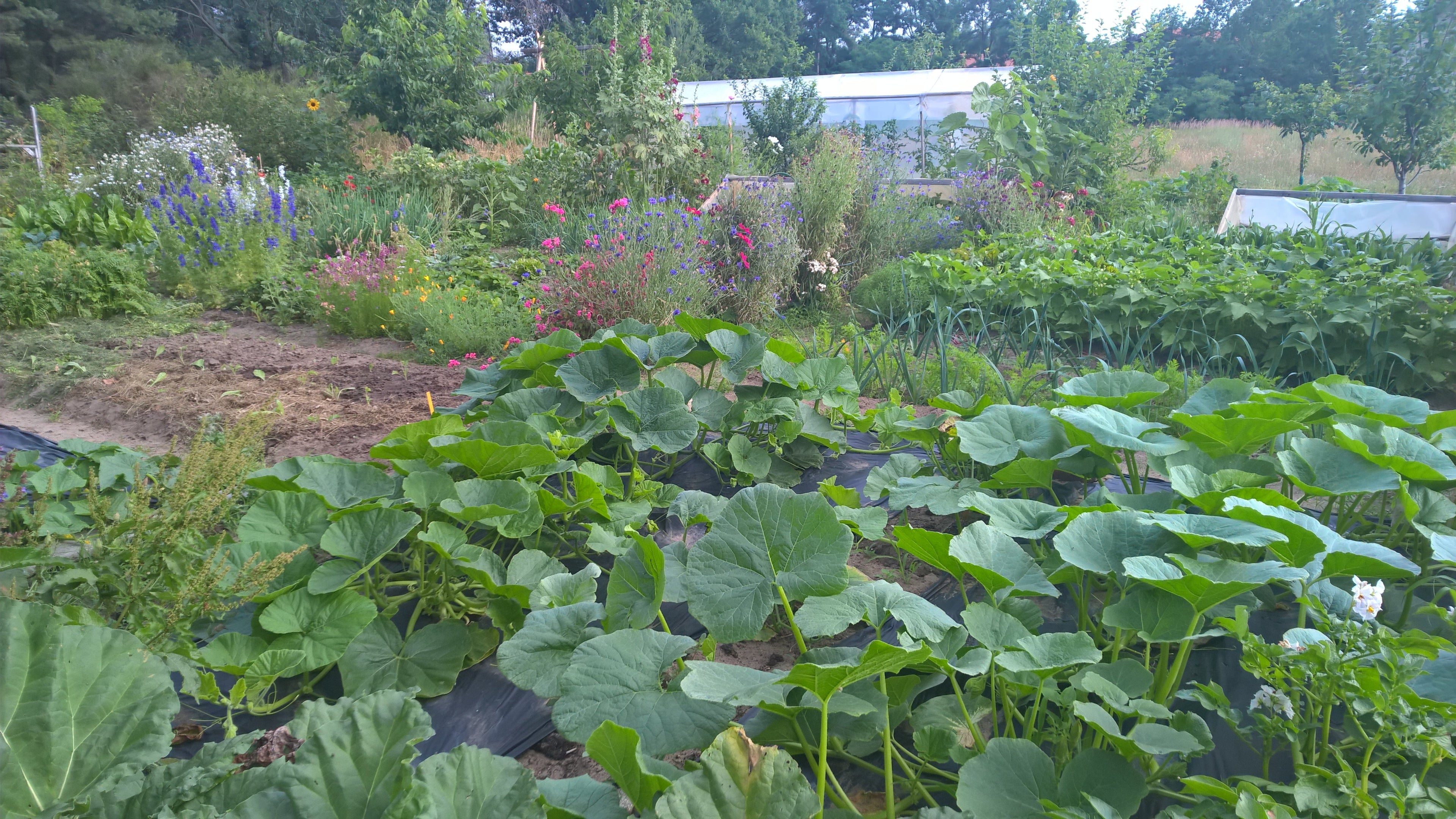 Sommerlicher Gemüsegarten mit Kürbissen, Blumen, Hochbeeten und Gewächshaus – ein lebendiger Garten im Juli als Inspiration für die Aussaat ab Mitte Juli und die Herbst- und Winterernte.