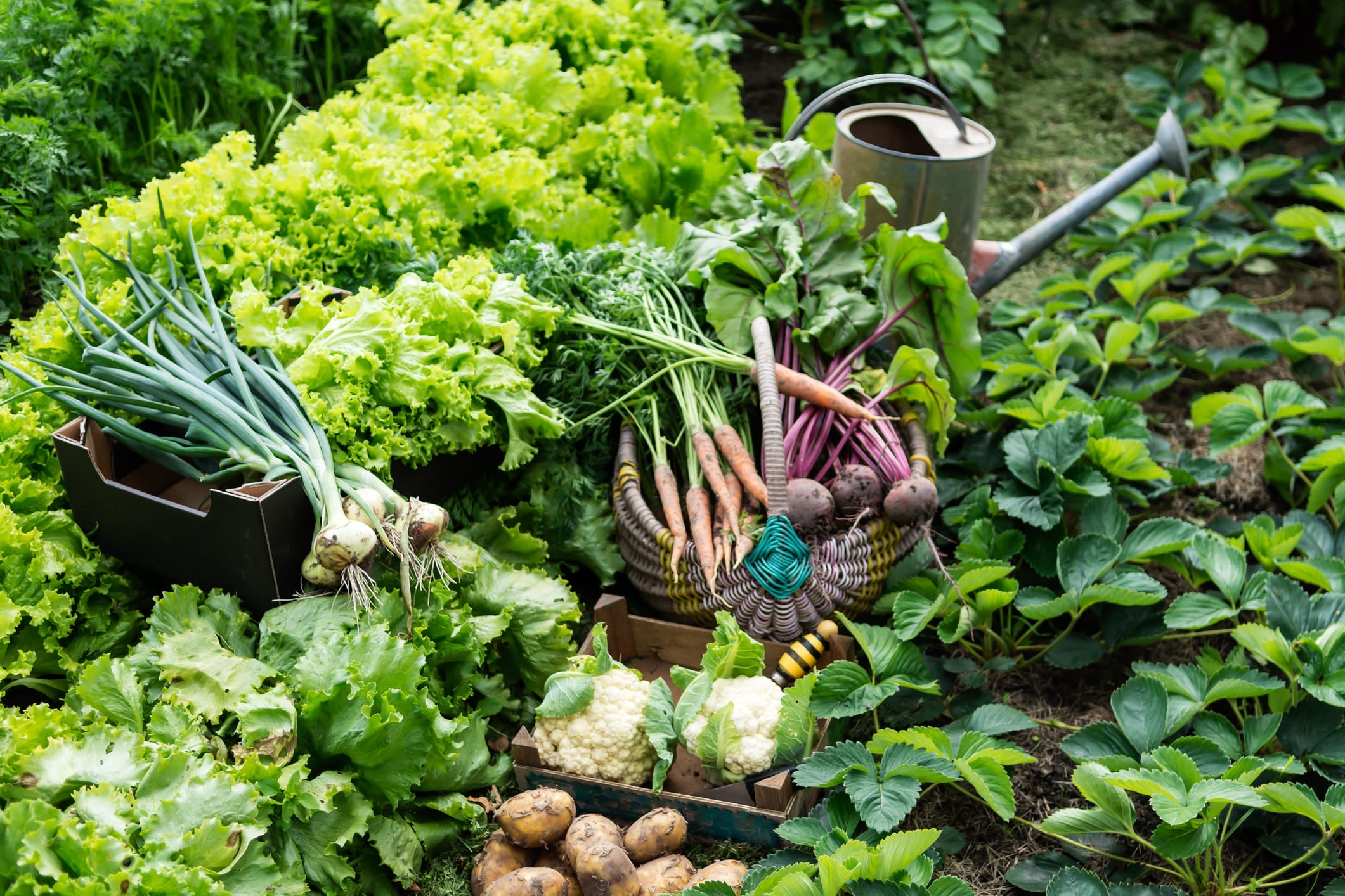 Demeter-Saatgut: samenfest und nachbaufähig