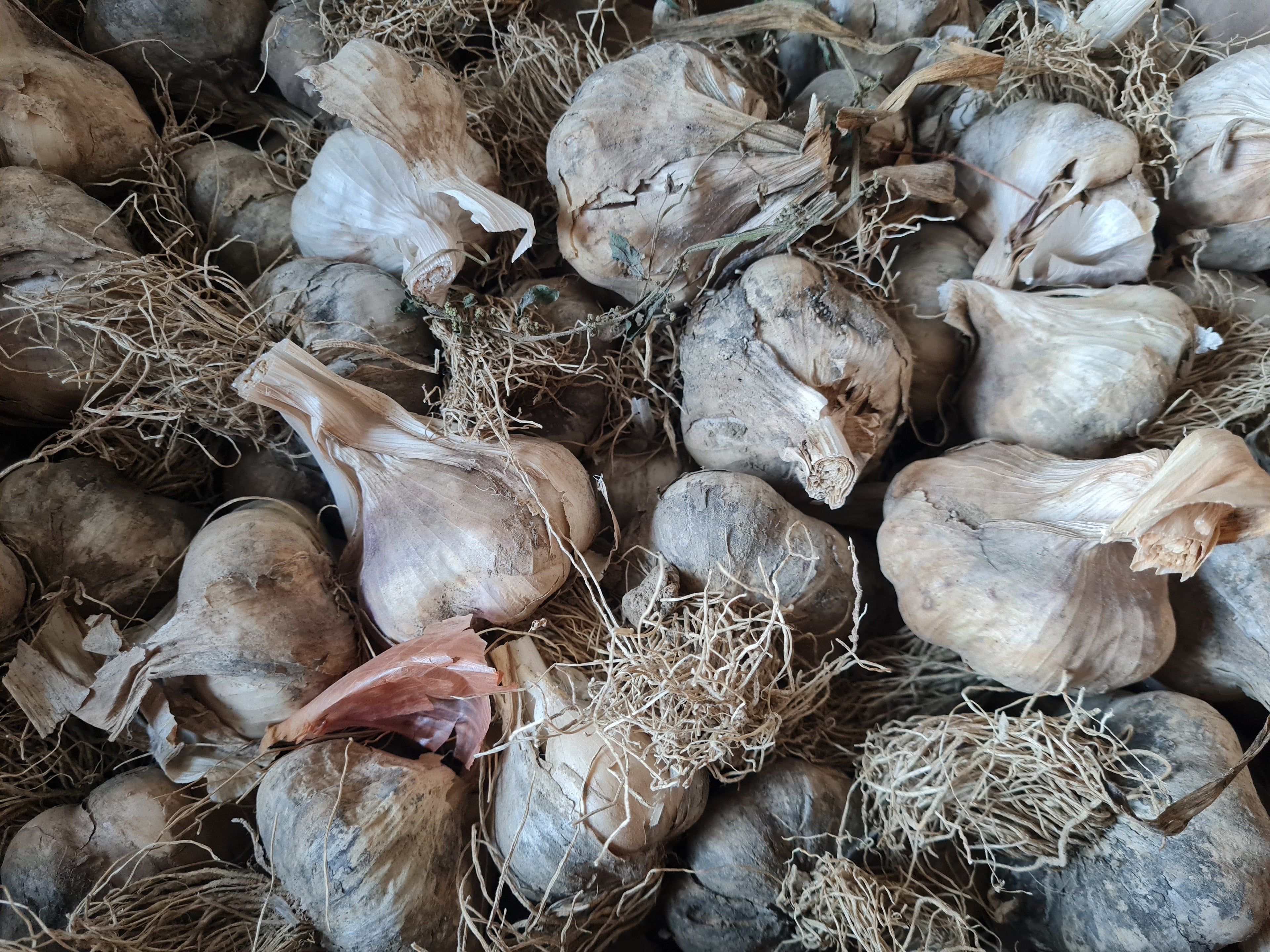 Steckzwiebeln & Knoblauch