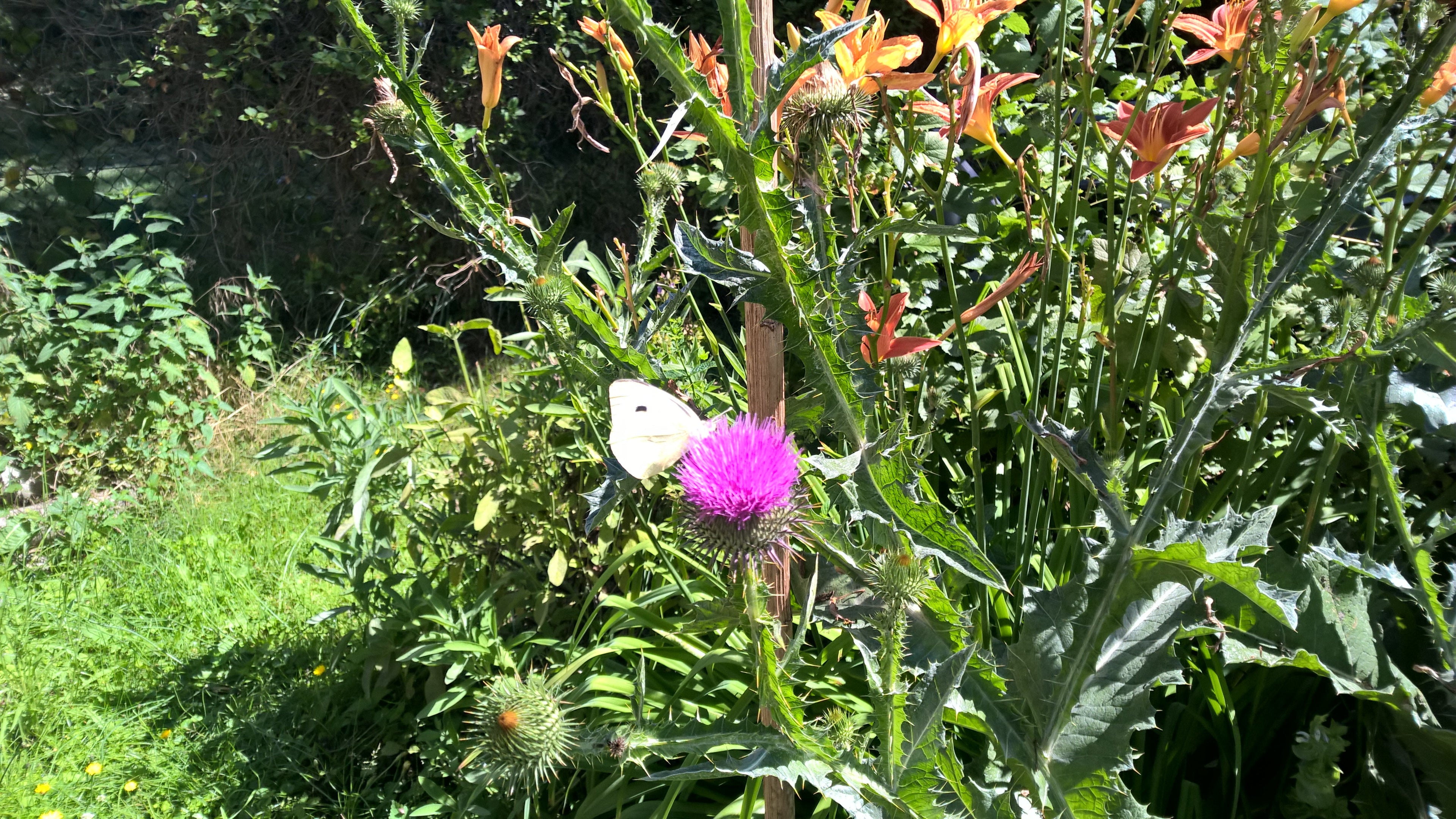 Blühende Mariendistel mit violetter Blüte, auf der ein Schmetterling Nektar sammelt