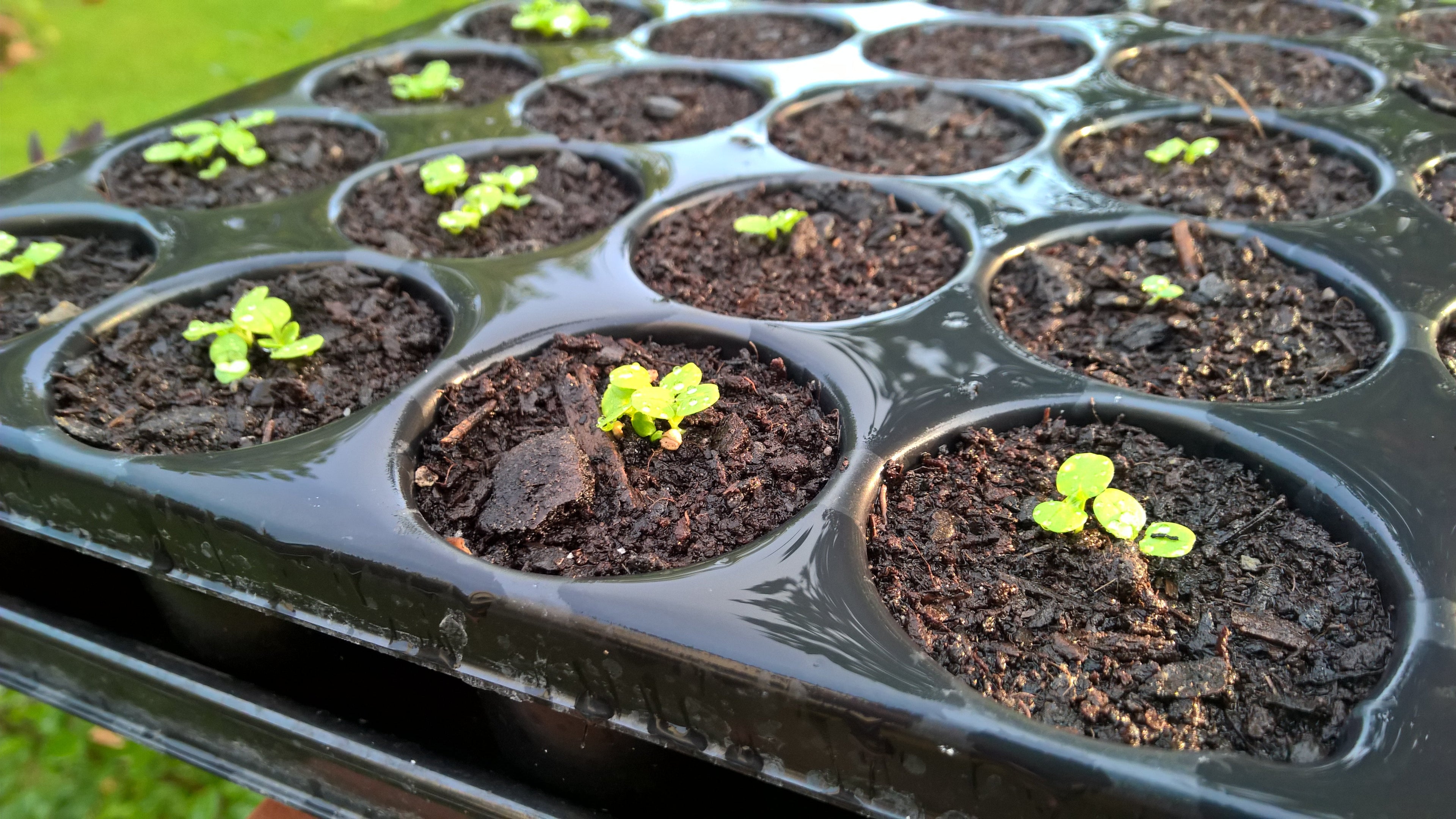 QuickPot Anzuchtplatten & Untersetzer aus recyceltem Kunststoff. Stabil, langlebig, wiederverwendbar – ideal für Profi- un...