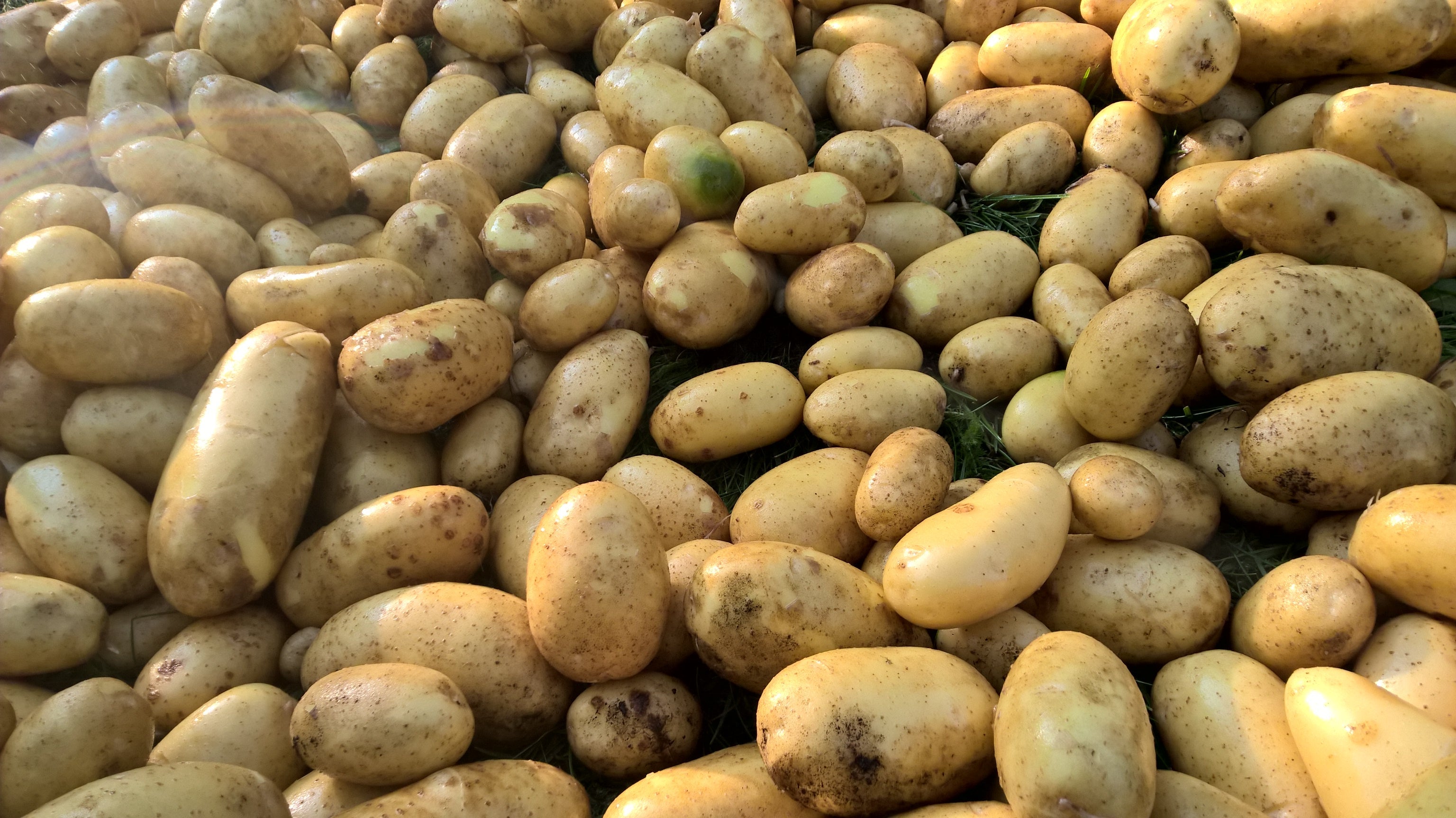 Reiche Kartoffelernte