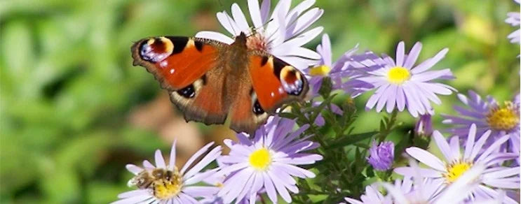 Tagpfauenauge auf einer Blüte der Strahlenaster