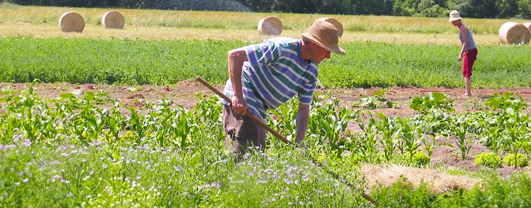 Jäten im Maisfeld