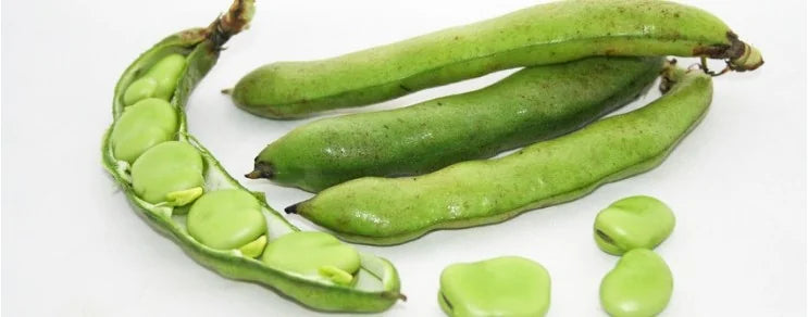 auch Ackerbohne, Saubohne, Schweinsbohne, Favabohne, Große Bohne, Pferdebohne, Viehbohne, Faberbohne oder Puffbohne genannt