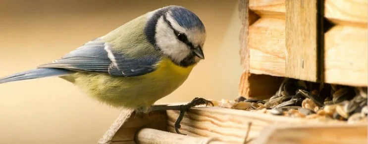 Blaumeise am Futterhäuschen