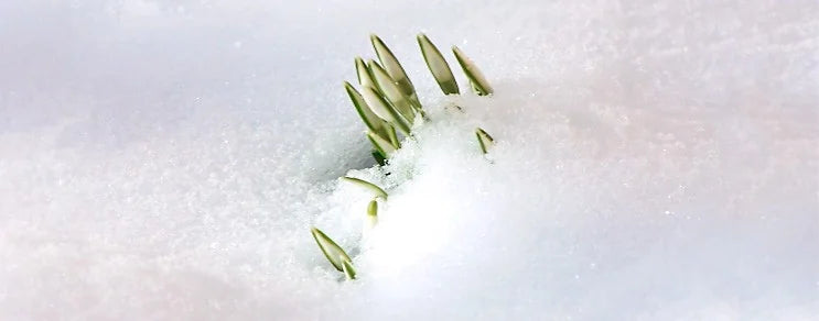 Zu empfehlen ist die Aussaat von Kresse und Kerbel auf der Fensterbank.