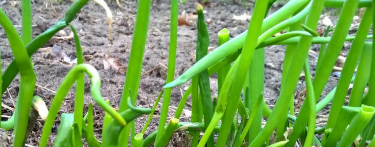 Zwiebeln gehören zu den ältesten Kulturpflanzen: BIO Saatgut Porree, Säzwiebeln, Steckzwiebeln, Schnittlauch