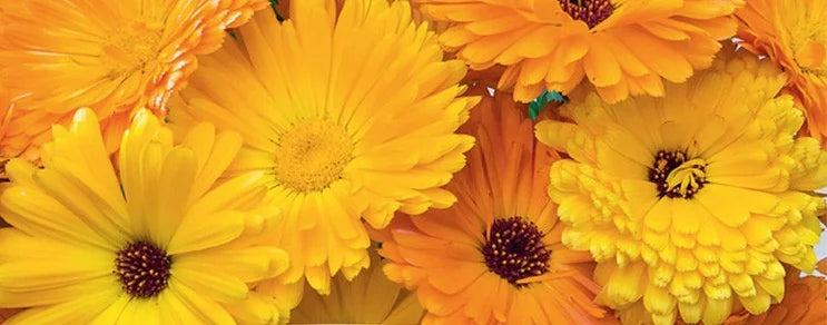 Was Sie im Juli noch säen und pflanzen können: Tipps für Gemüse, Salate, Kräuter und Blumen – ideal für Selbstversorger, H...